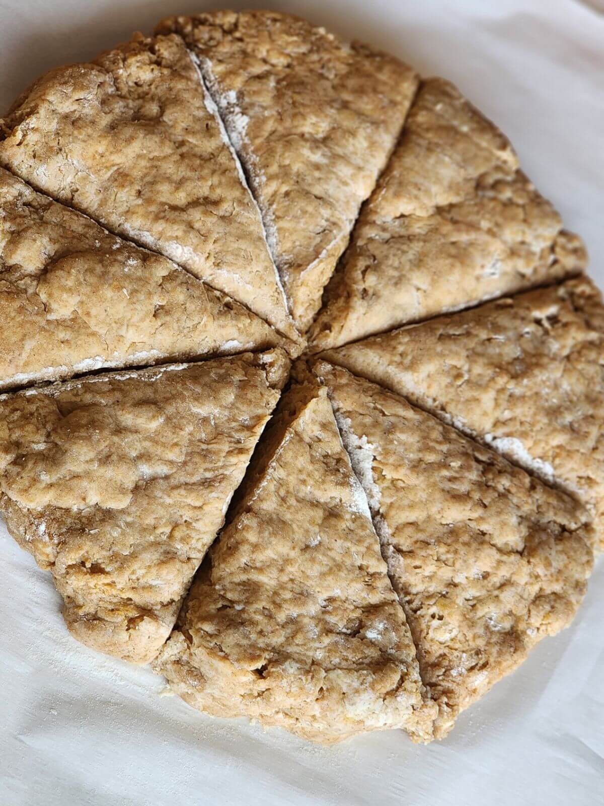 Pumpkin sourdough scone dough shaped into a round and cut into eight wedges.